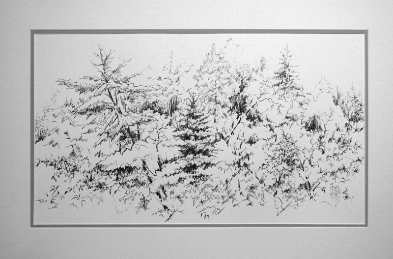 Woods 4, 12.25x21.25 inches, graphite pencil, 2015.jpg